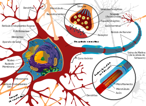 300px-Complete_neuron_cell_diagram_es.svg